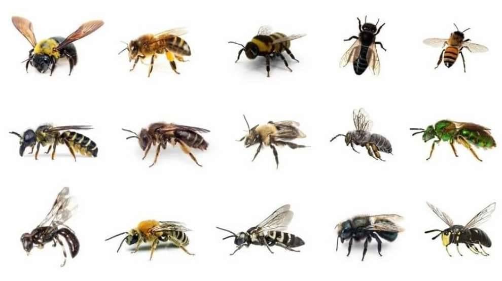 Arıları ne kadar tanıyorsunuz? Arılar hakkında ilginç bilgiler 2